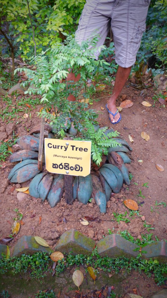 Curry shrub