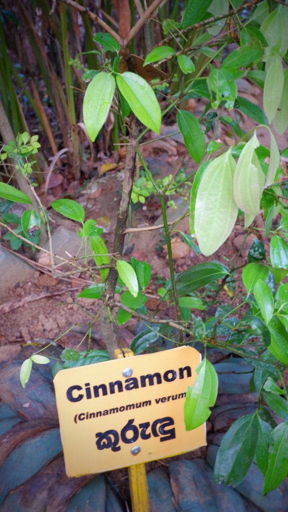 Cinnamon